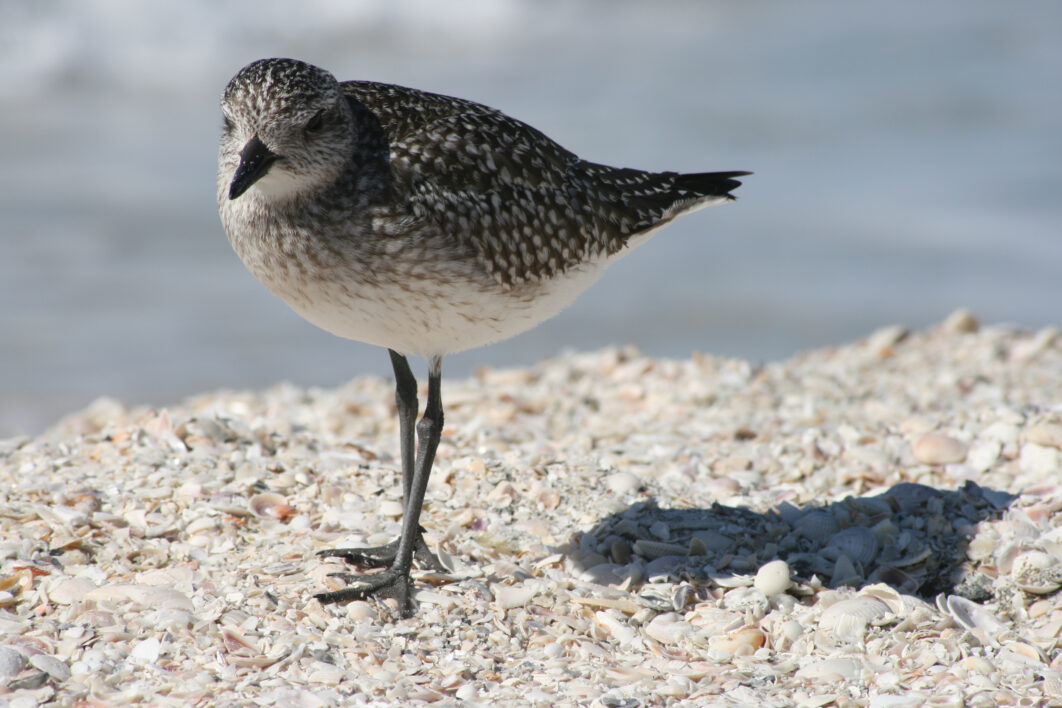 Bird Shore Water