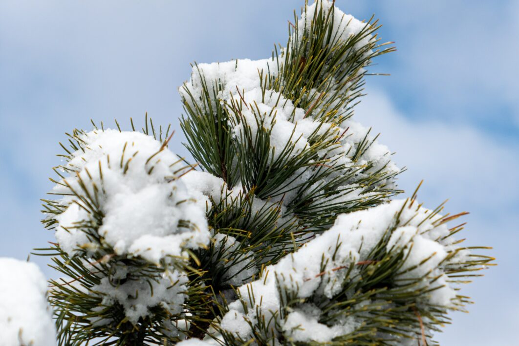 Snow Winter Background