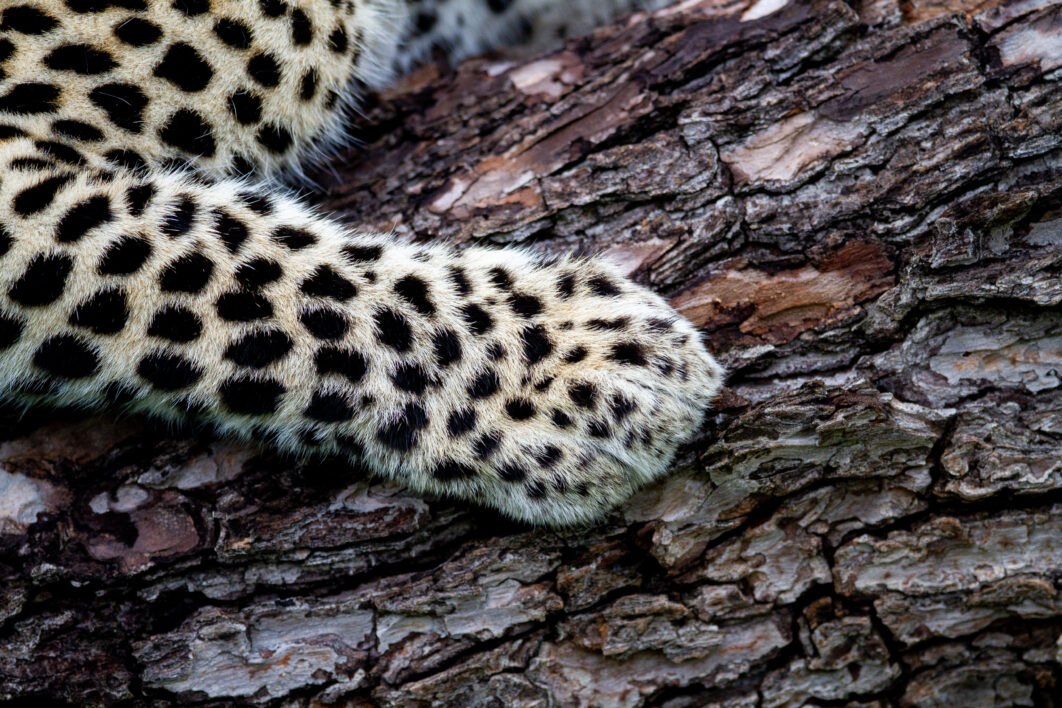 Leopard Nature Animal