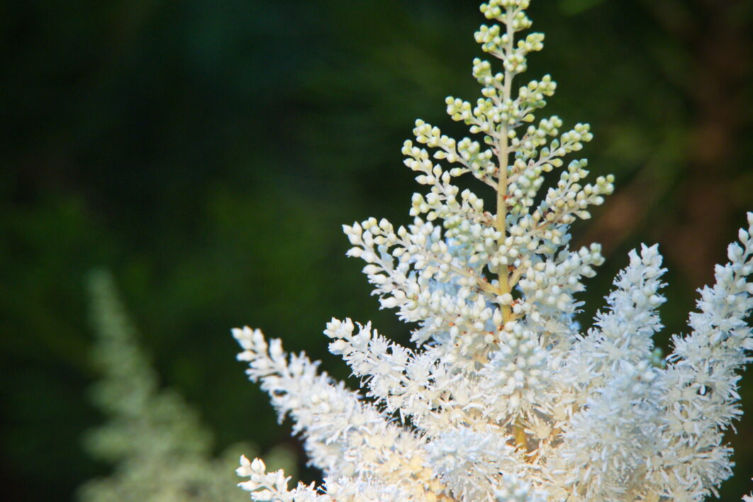 White Flower Garden