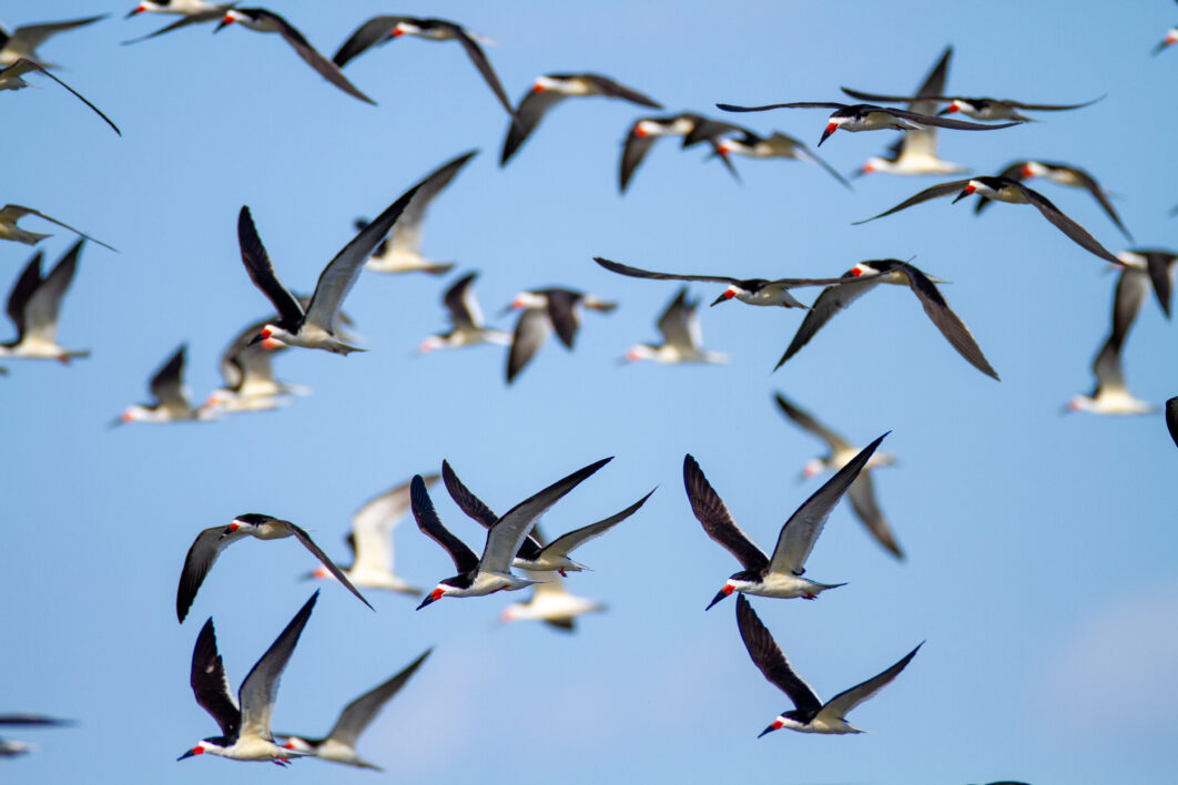 Birds Flying Background