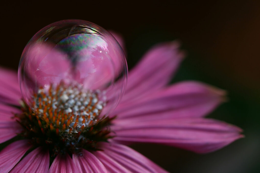 Pink Flower Close