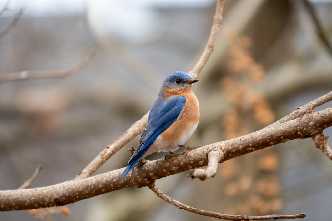 Nature Bird Perched