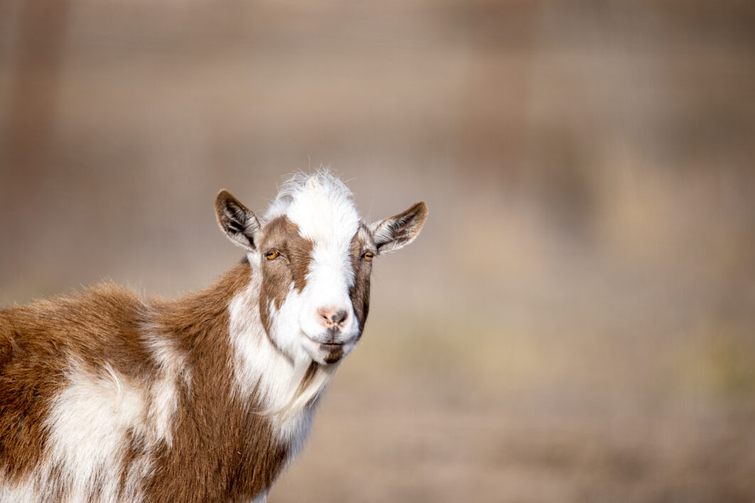 Animal Goat Livestock