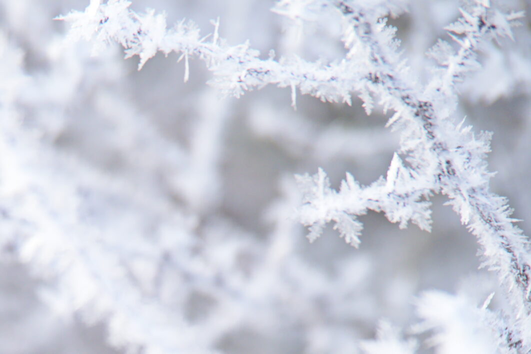 Ice Nature Branches