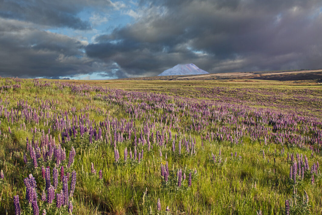 Lupine Flowers Field