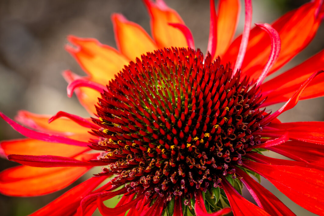 Flower Macro Blossom