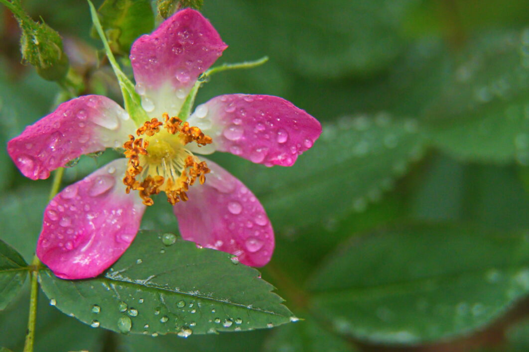 Pink Flower Nature