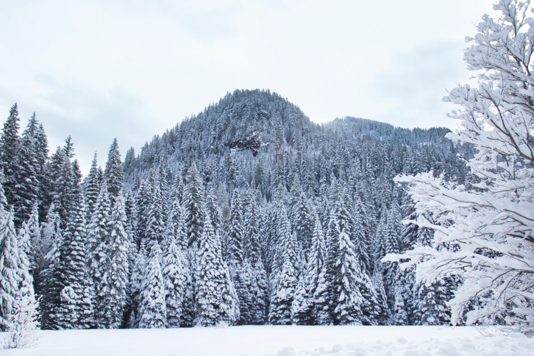 Winter Forest Snow