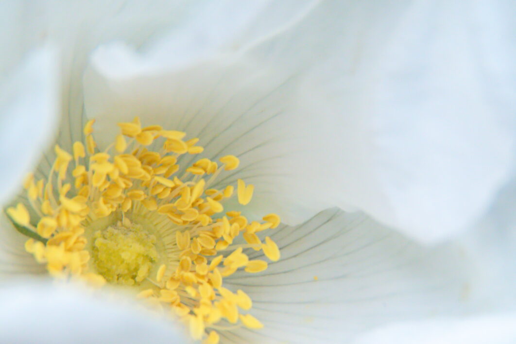 Flower Blossom Macro