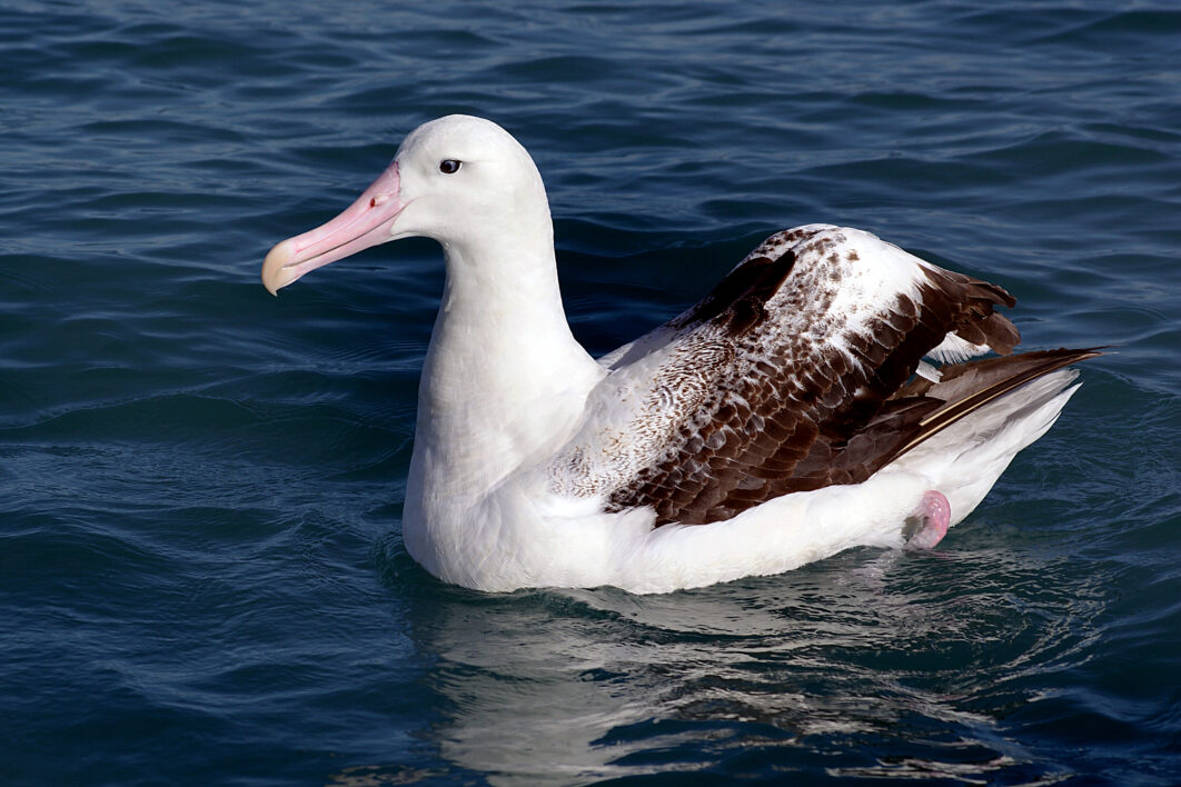 Bird Water Nature