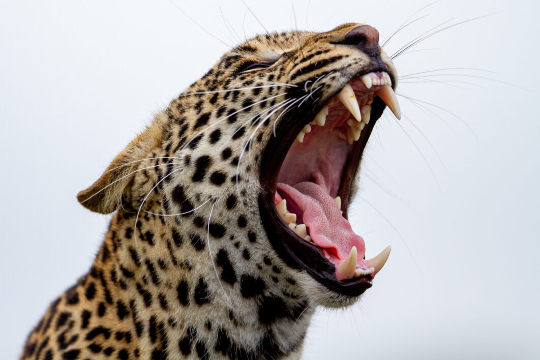 leopard mouth