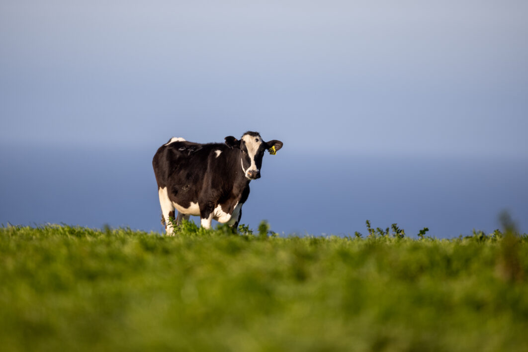 Cow Field Grass