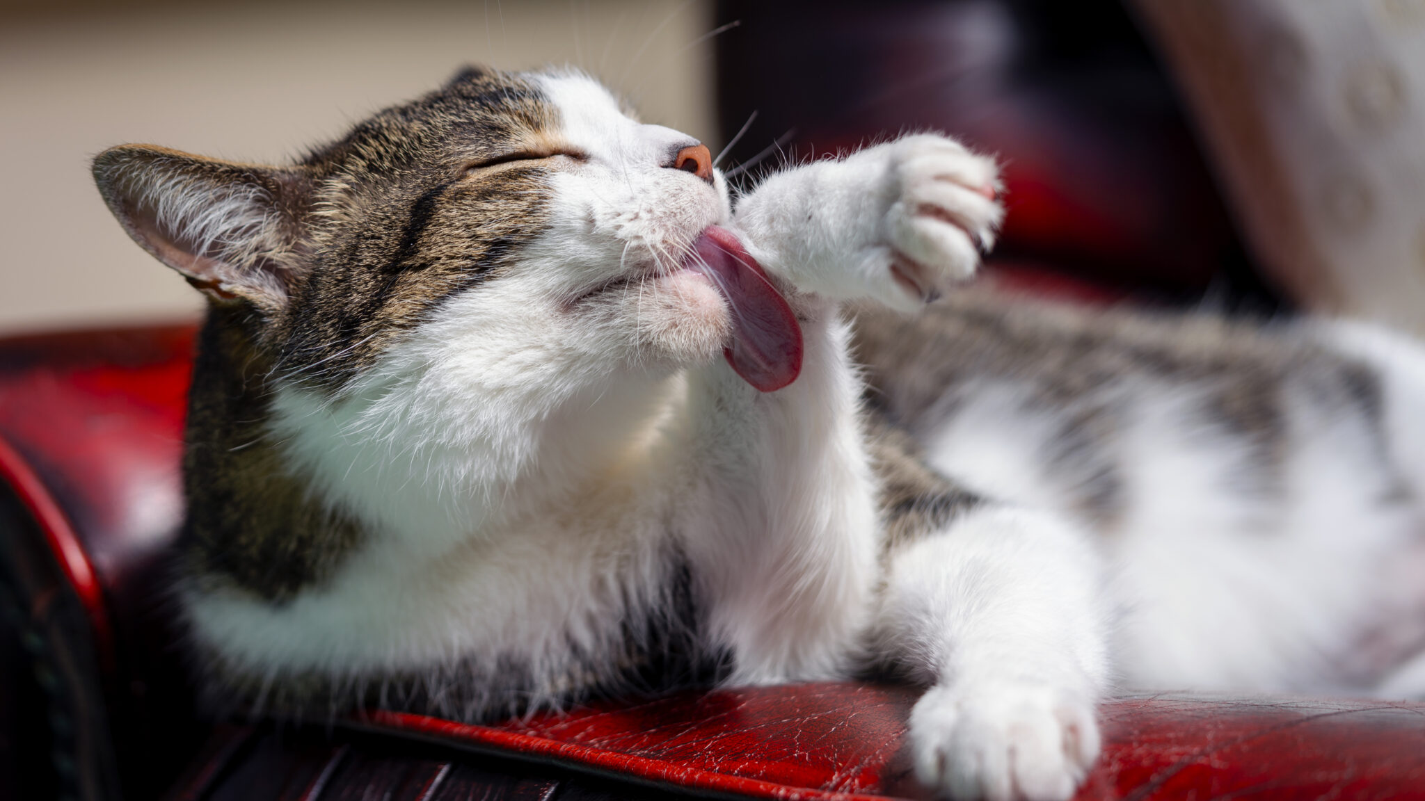 Cat Grooming Animal Royalty Free Photo