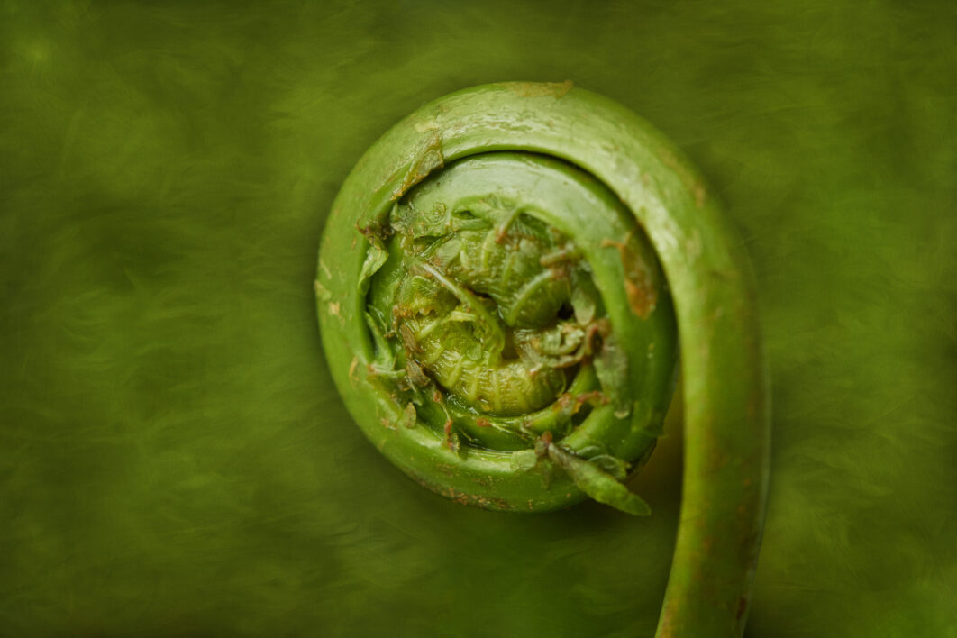 Green Fern Vegetable