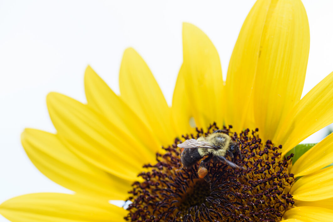 Insect Bee Pollen