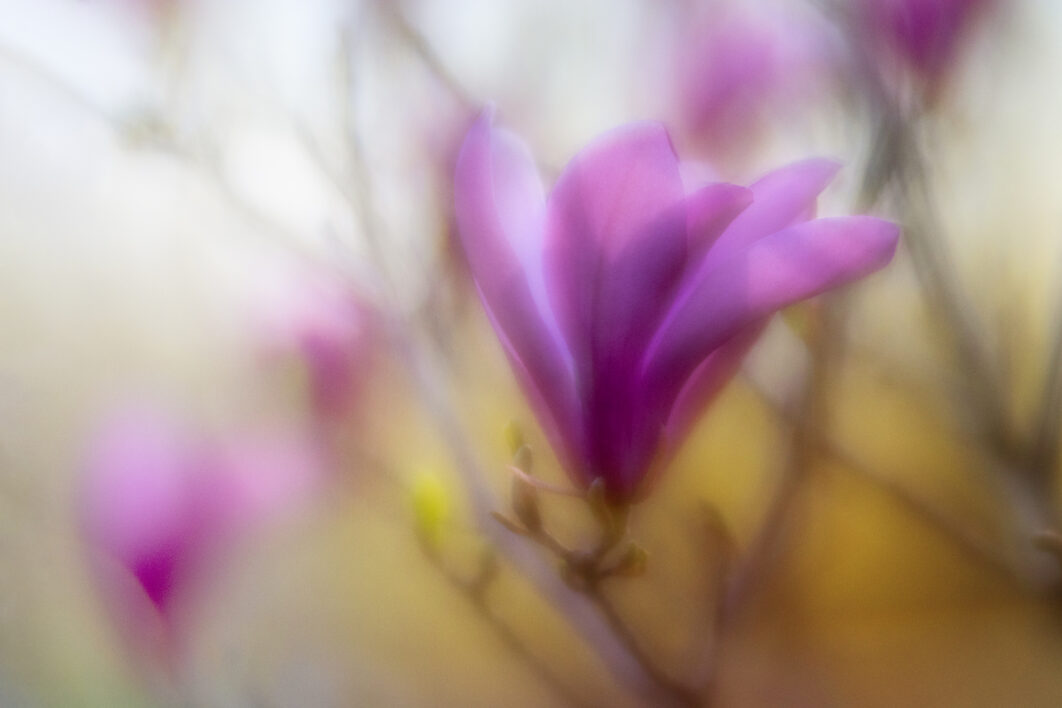 Flower Abstract Background