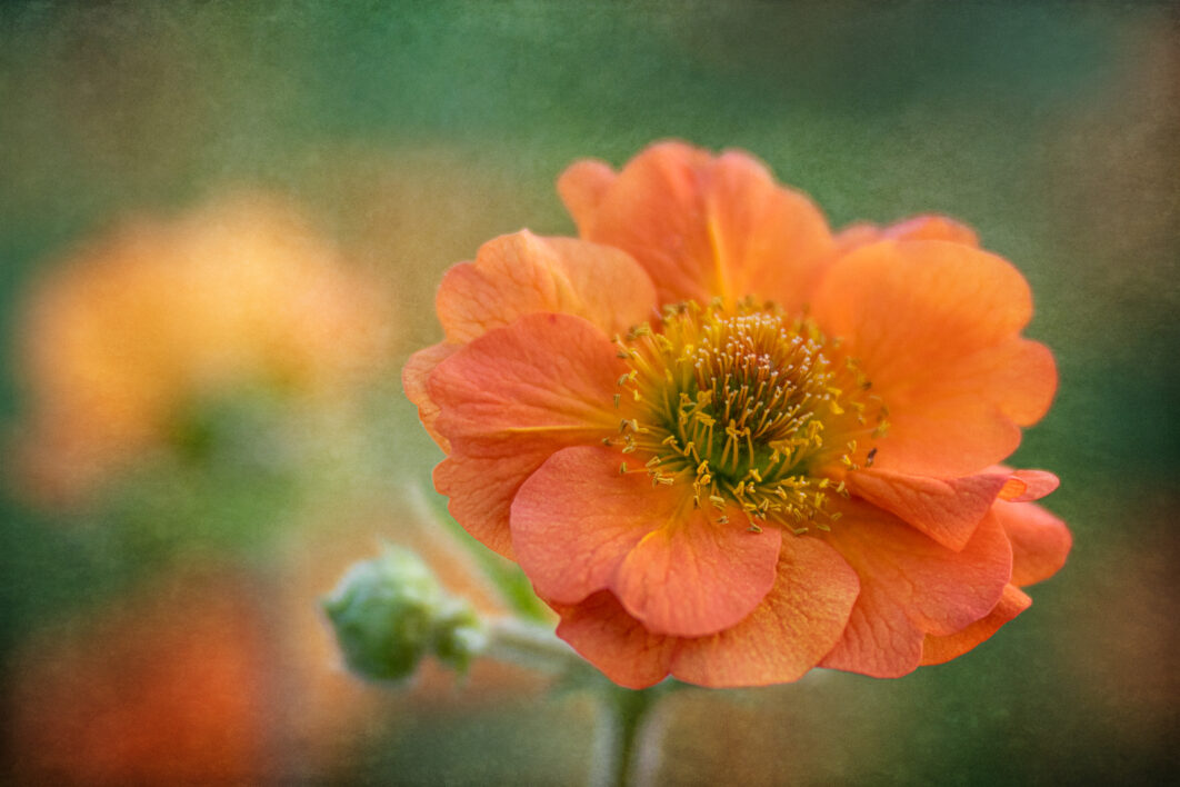 Poppy Flower Blossom