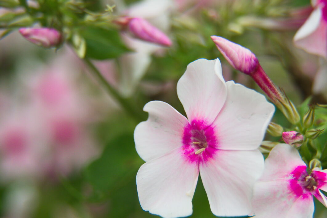 Spring Flowers Garden