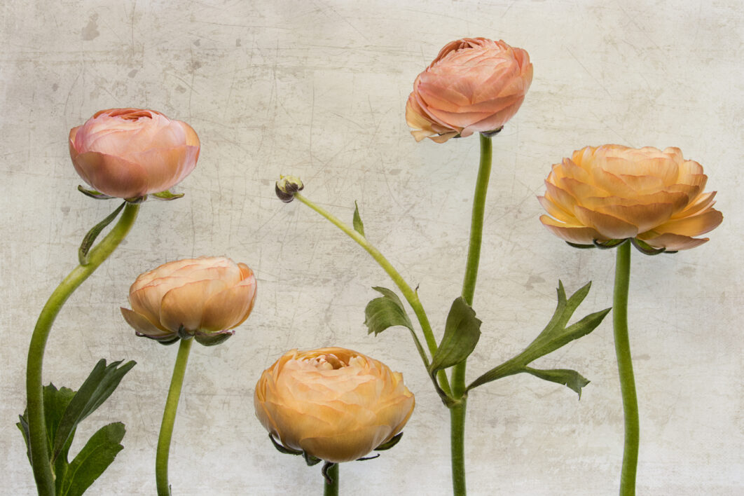 Floral Painting Background
