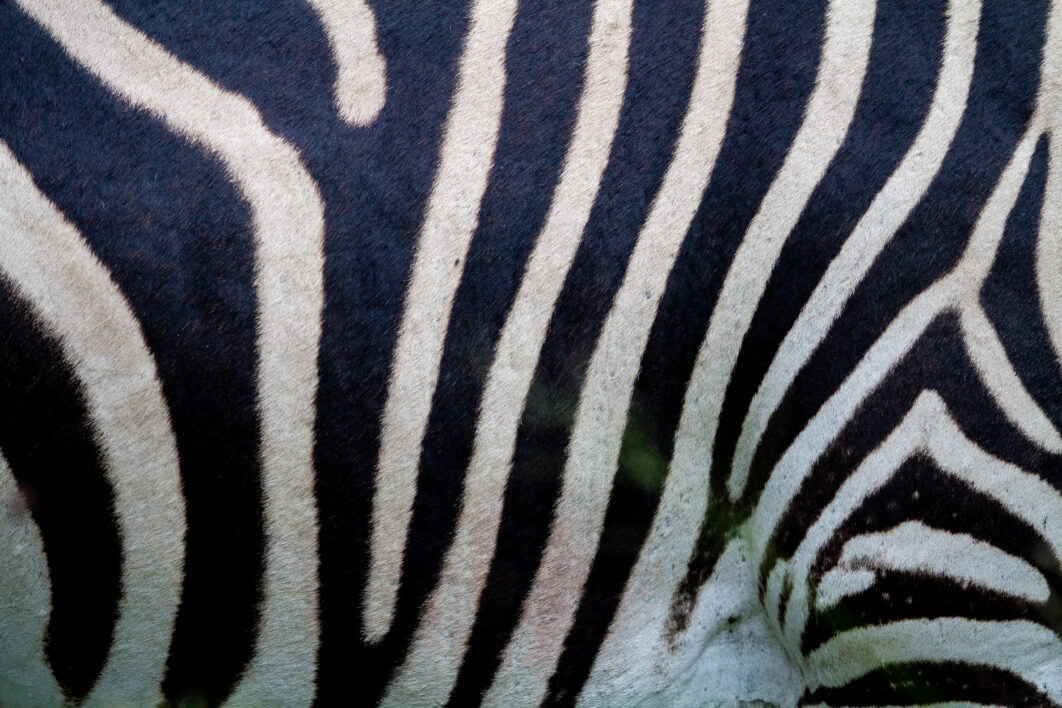 Wildlife Zebra Animal