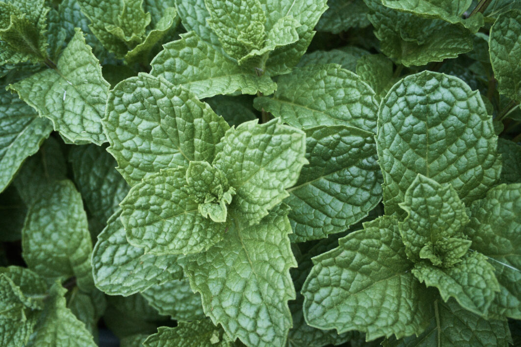 Fresh Mint Leaves