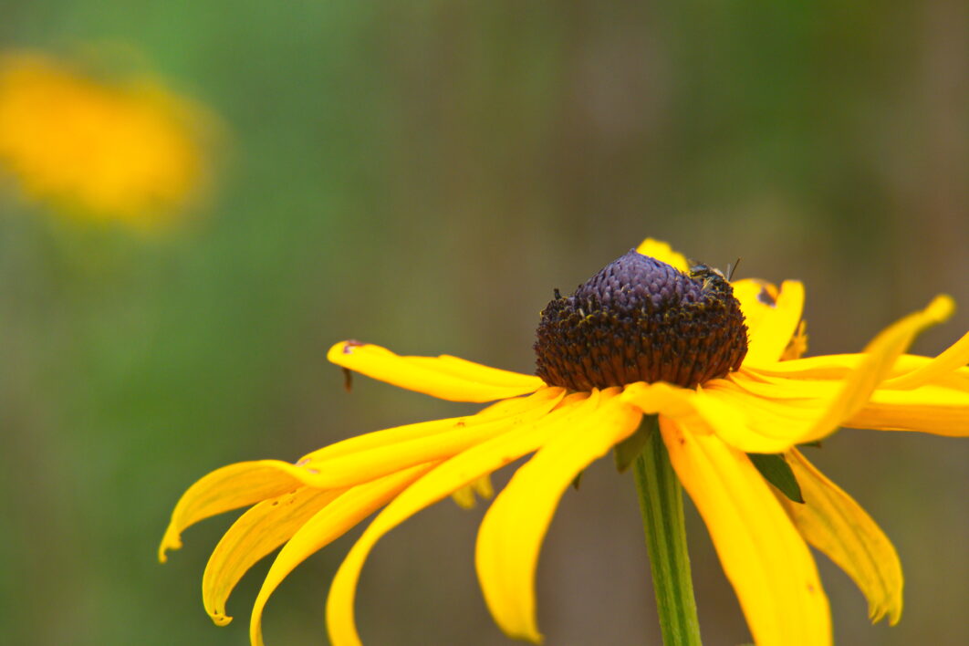 Yellow Flower Garden