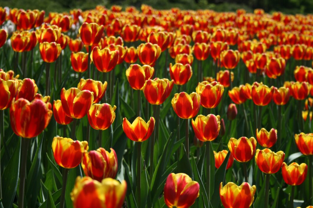 Tulips Background Flower