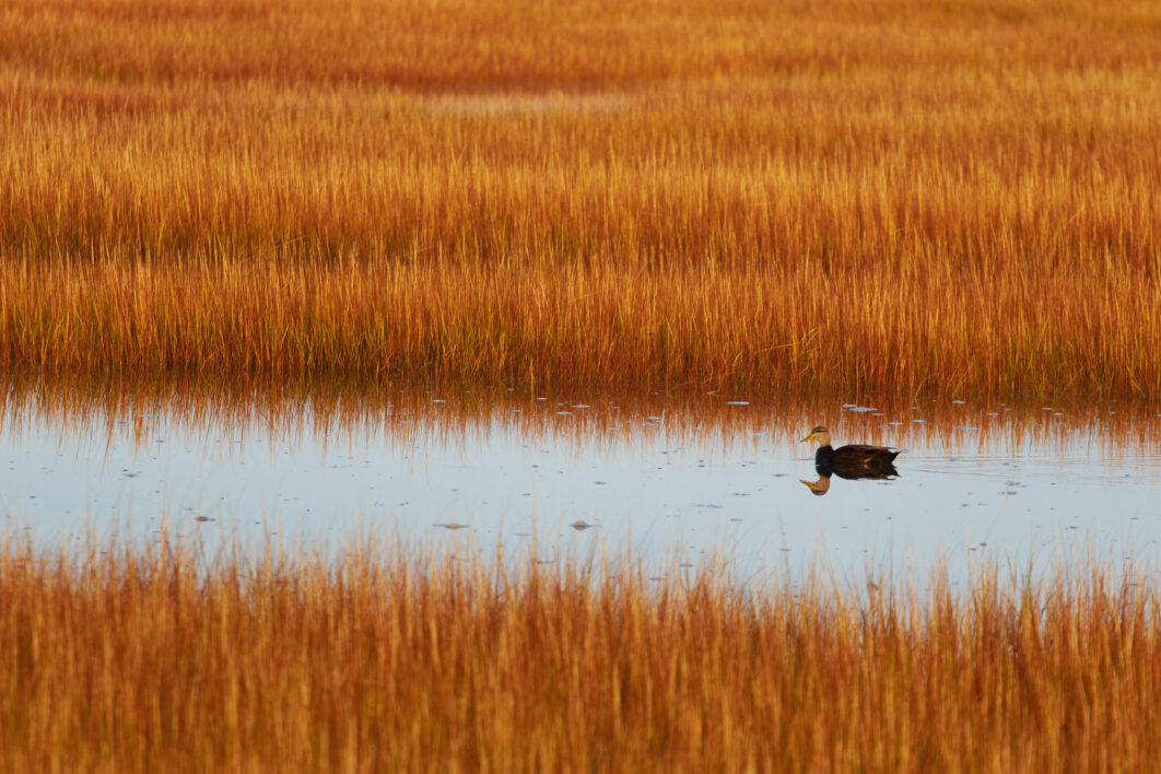 Marsh Field Nature