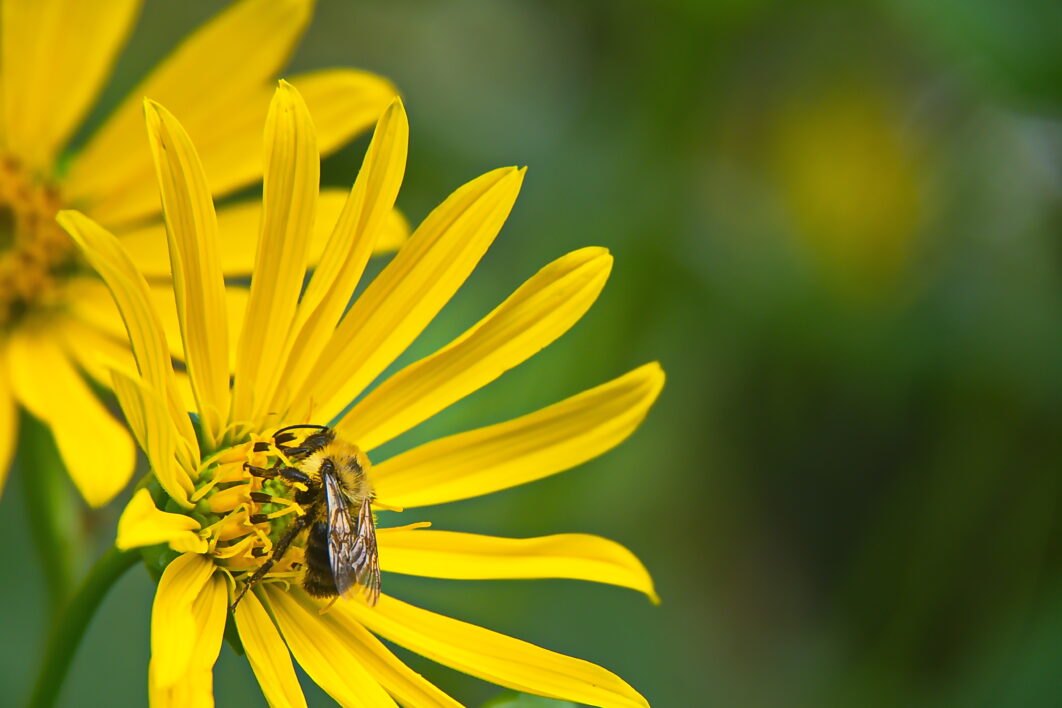 Bee Flower Pollen
