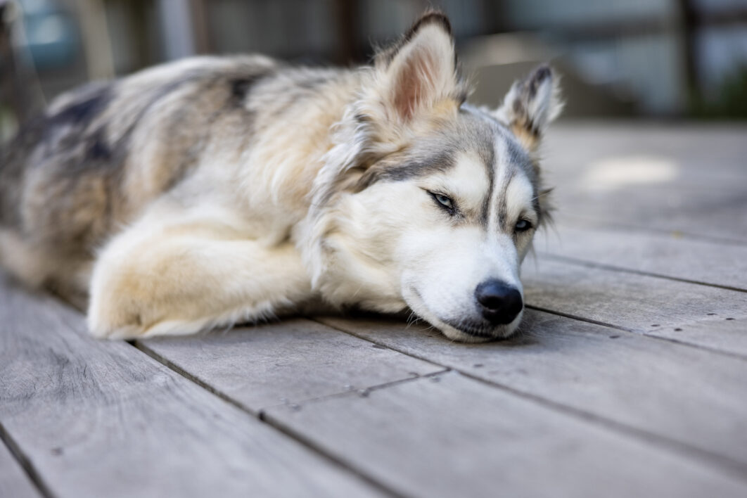 Husky Animal Dog