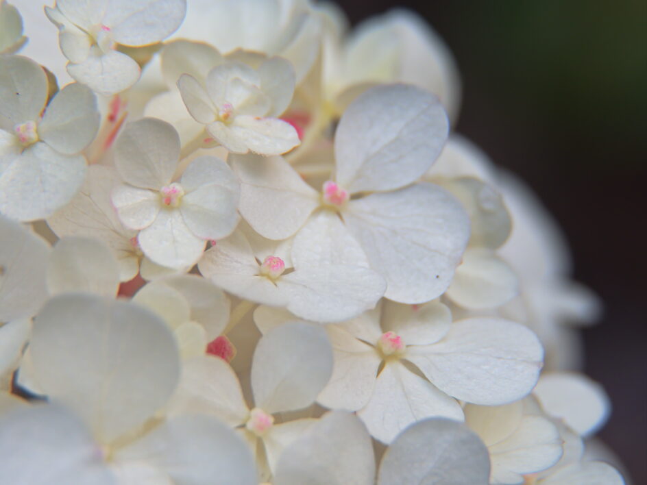 White Flowers Garden