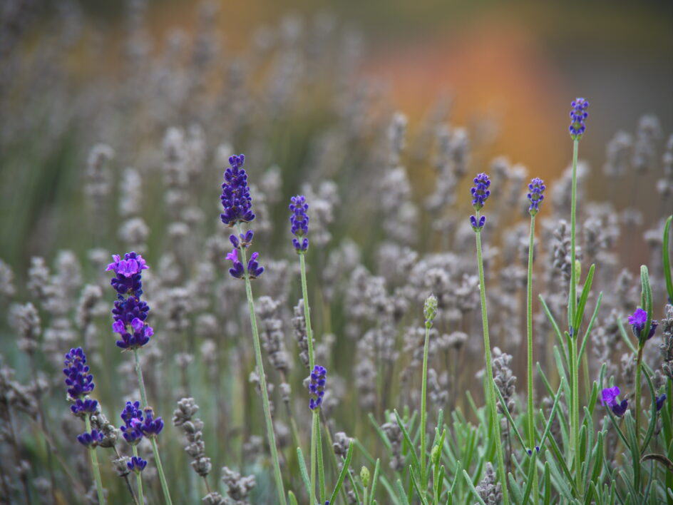 Lavender Field Flowers