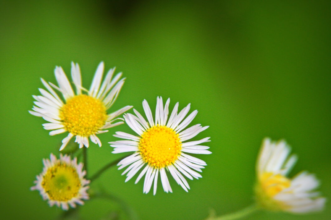 White Daisies Flower