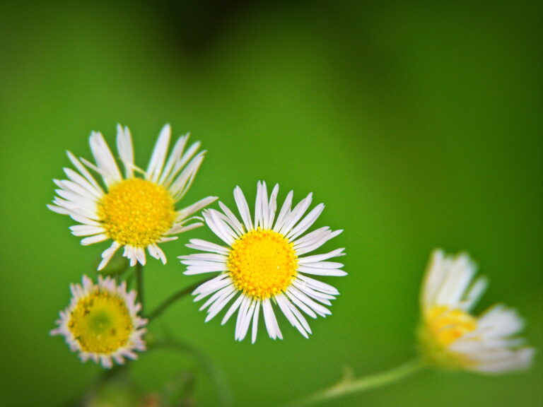 White Daisies Flower Royalty Free Photo