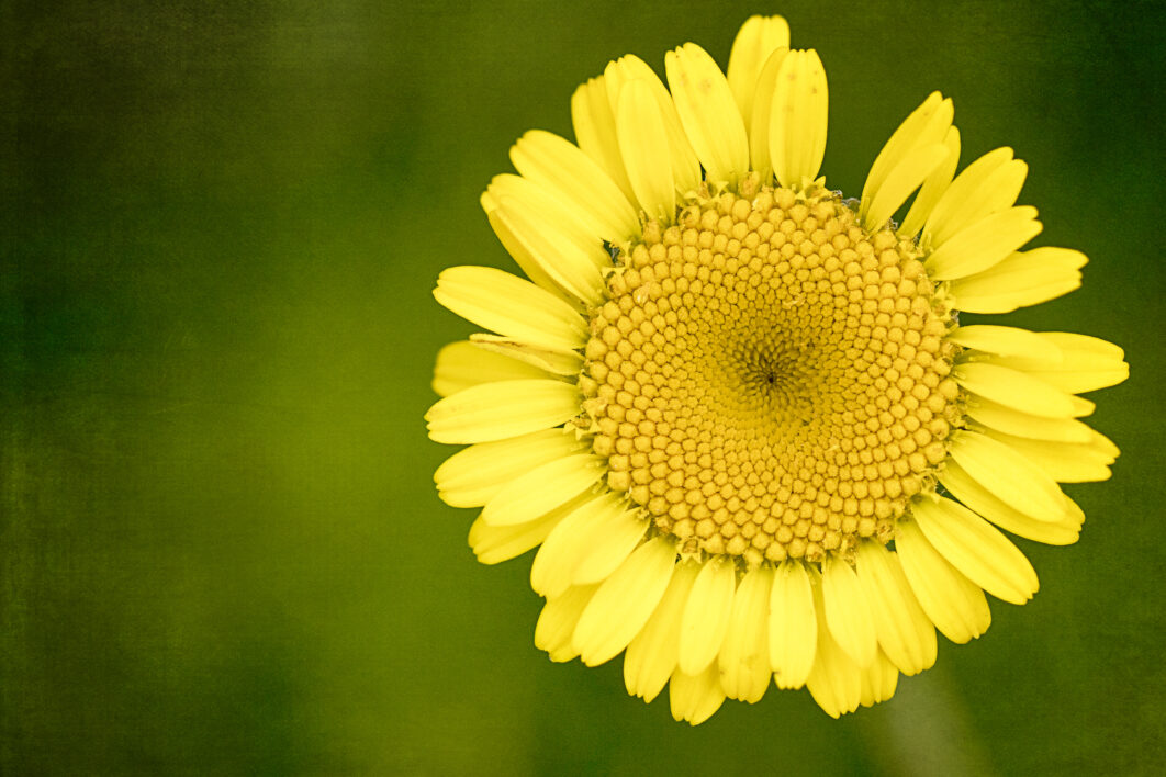 Yellow Flower Daisy