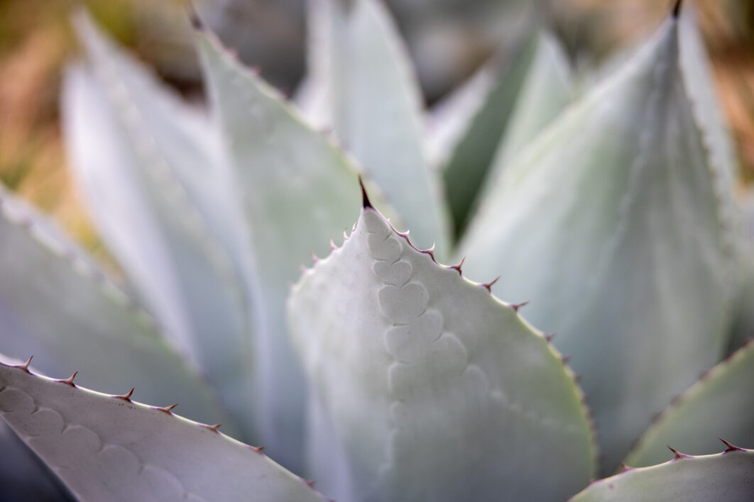 Aloe Plant Leaf