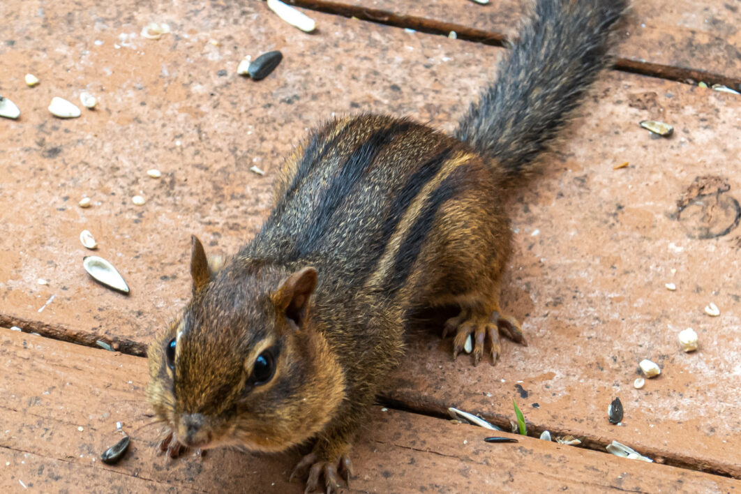 Chipmunk Animal Nature