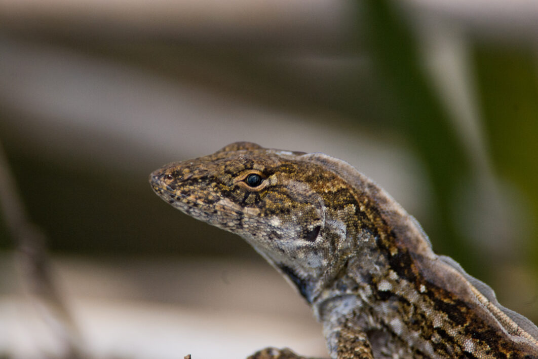 Lizard Nature Wildlife