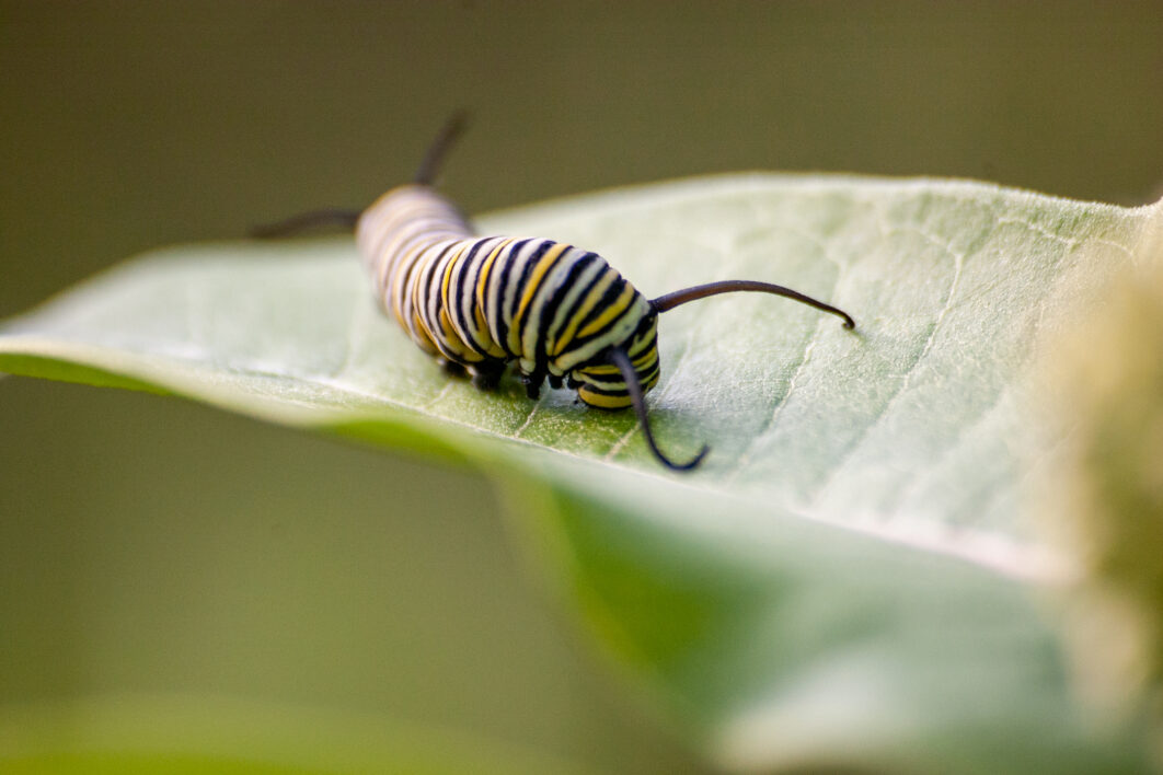 Insect Caterpillar Leaf