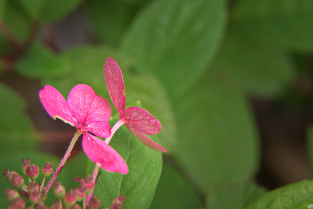 Pink Flowers Garden