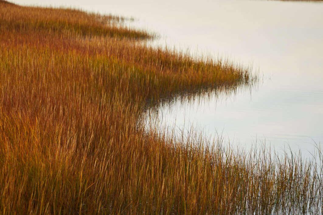 Marsh Water Nature