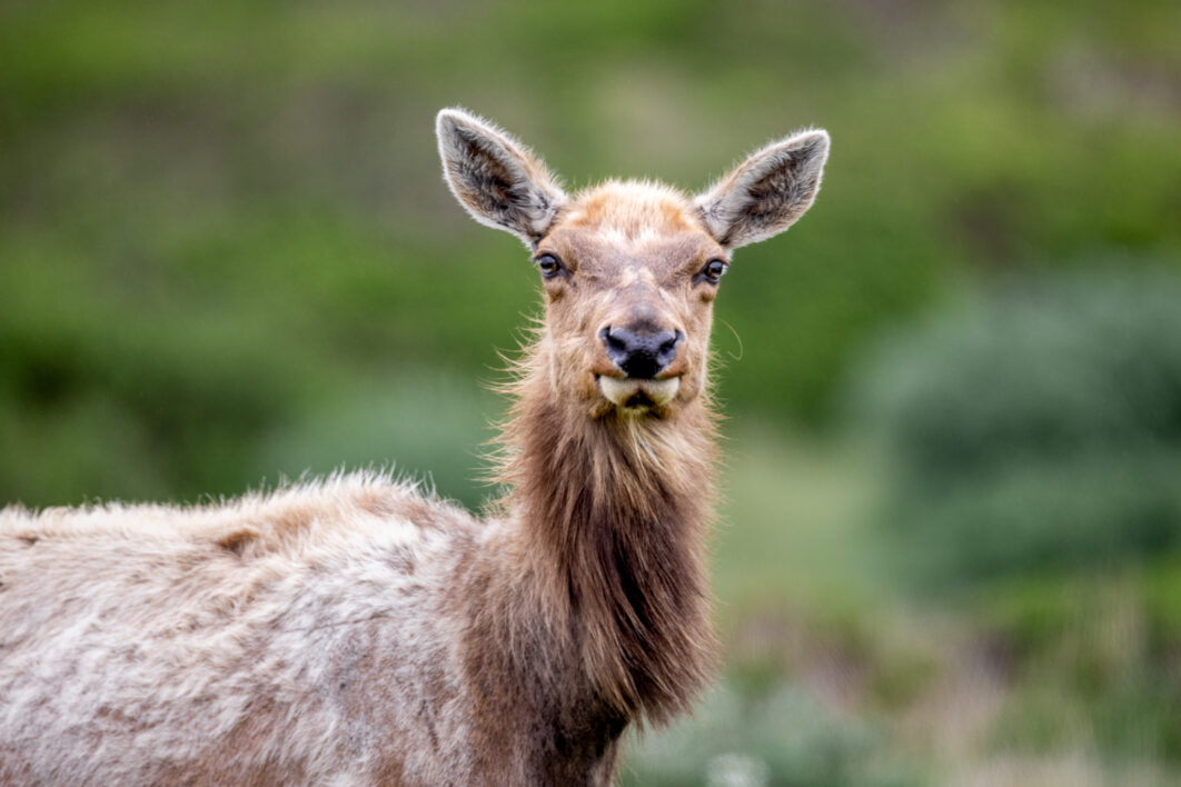 Animal Elk Nature