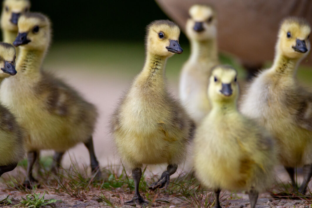 Baby Ducklings Animal