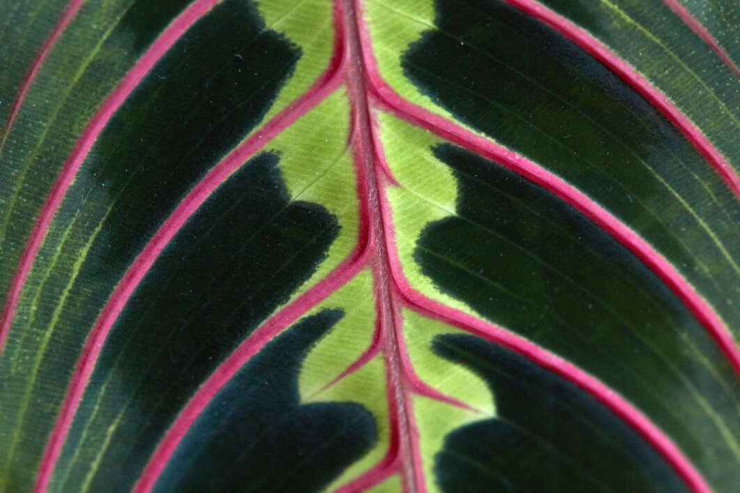 Macro Leaf Pattern