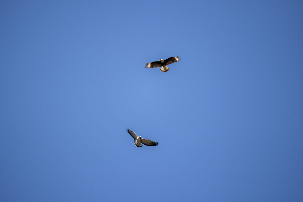 Birds Flying Sky Royalty Free Photo