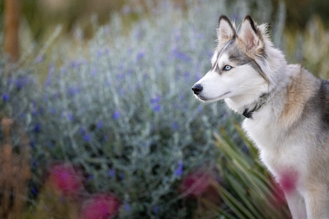 Husky Animal Dog