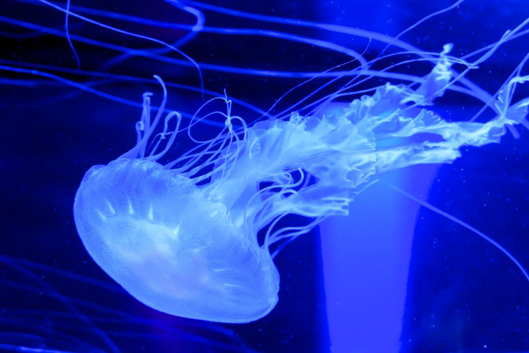 Jellyfish Background Water
