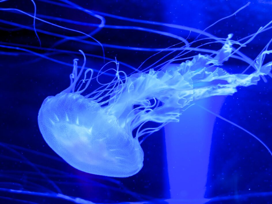 Jellyfish Background Water