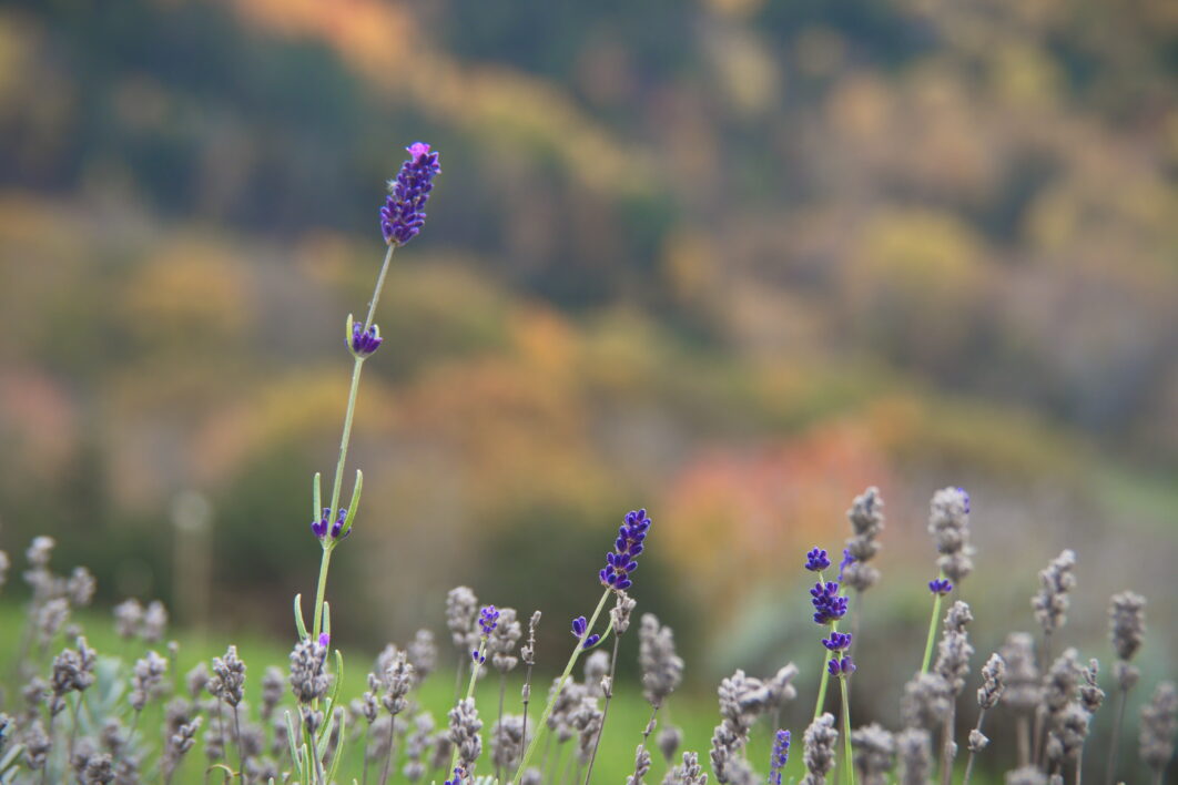 Purple Flowers Field